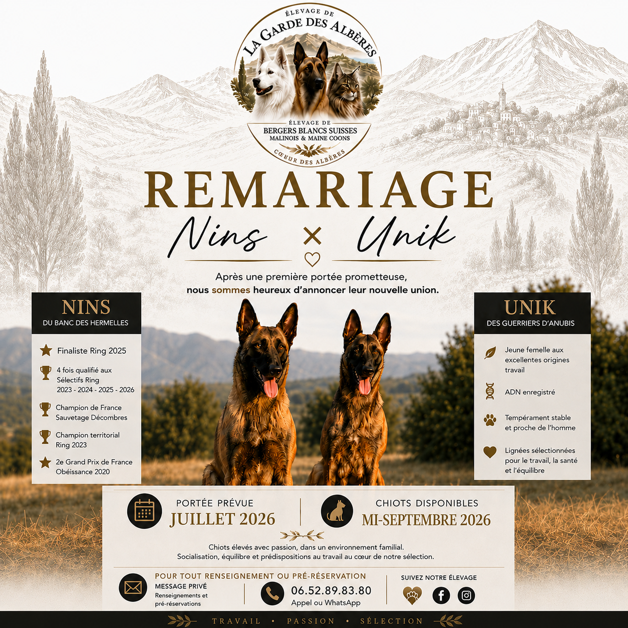 Nouveaux chiots malinois disponibles à l'élevage