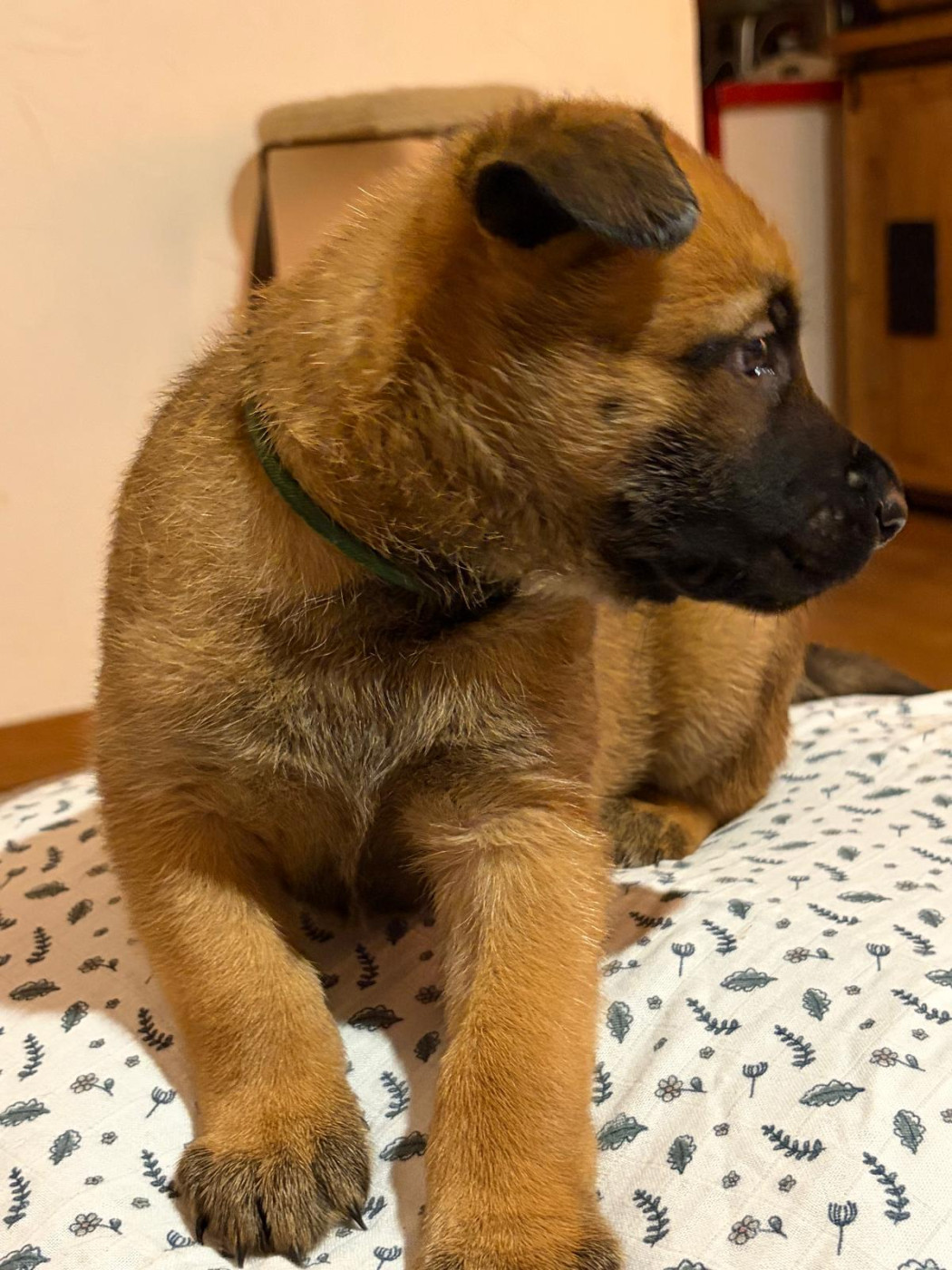 De La Garde Des Albères - Chiots disponibles - Berger Belge