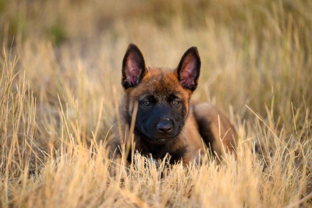 De La Garde Des Albères - Chiots disponibles - Berger Belge