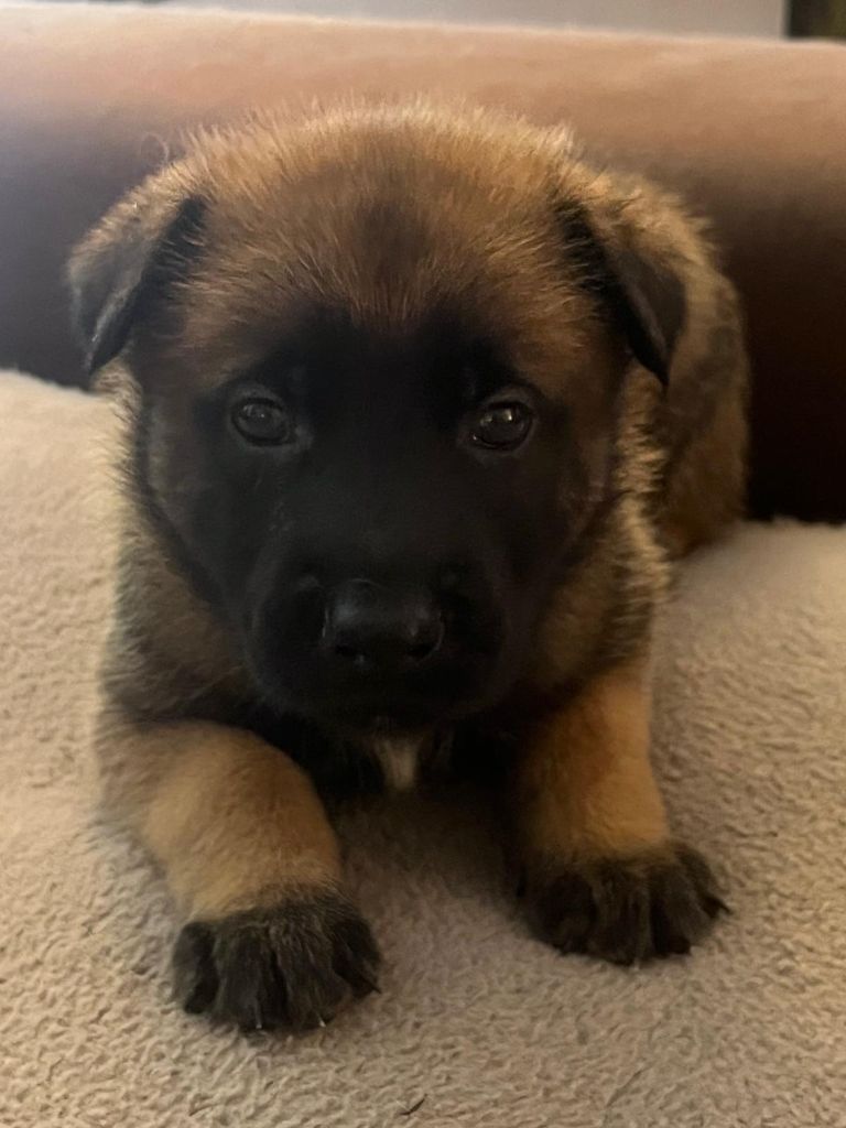 De La Garde Des Albères - Chiots disponibles - Berger Belge