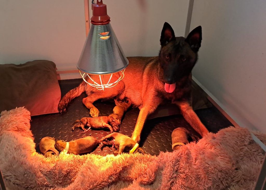 Chiot Berger Belge De La Garde Des Albères