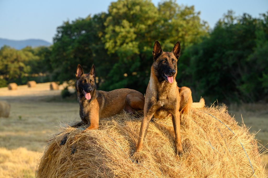 Chiot Berger Belge De La Garde Des Albères