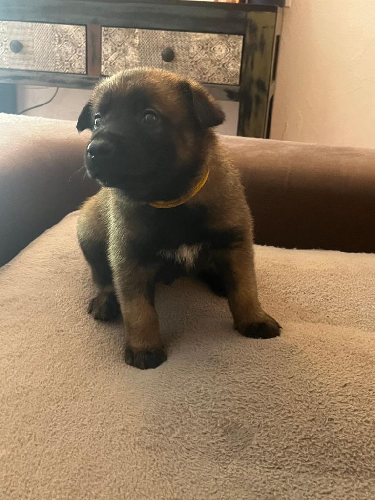 De La Garde Des Albères - Chiots disponibles - Berger Belge