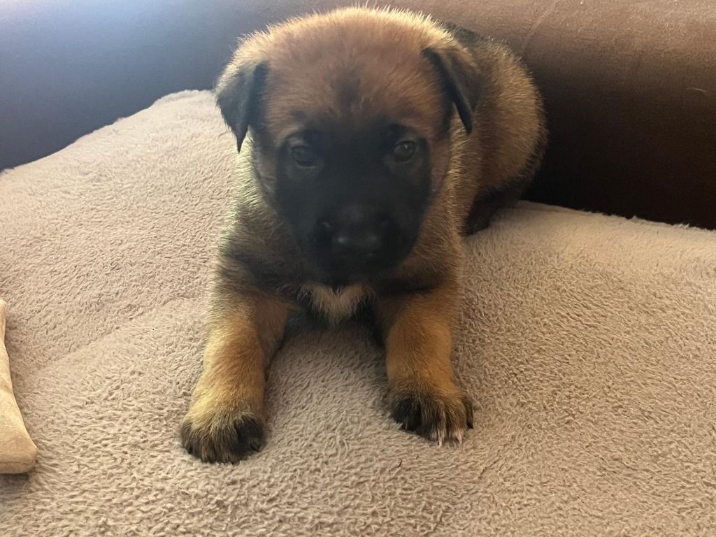 De La Garde Des Albères - Chiots disponibles - Berger Belge