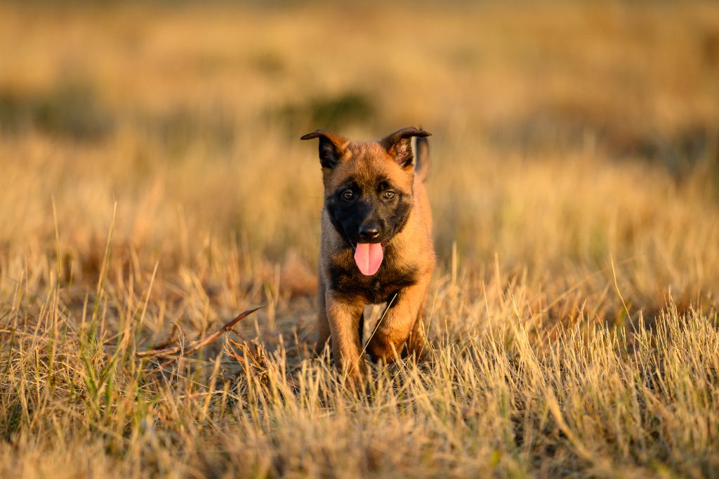 De La Garde Des Albères - Chiots disponibles - Berger Belge