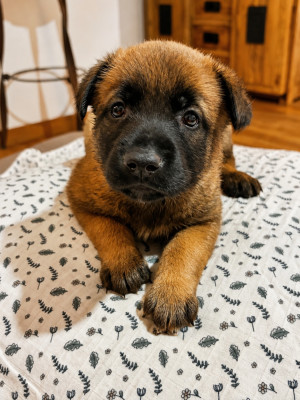 Chiot N°1