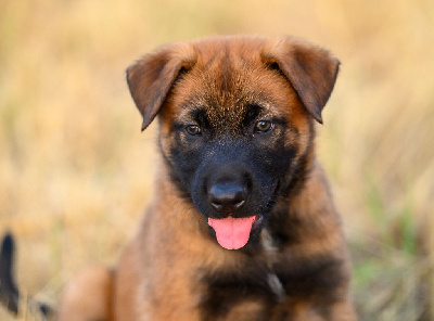 Ares