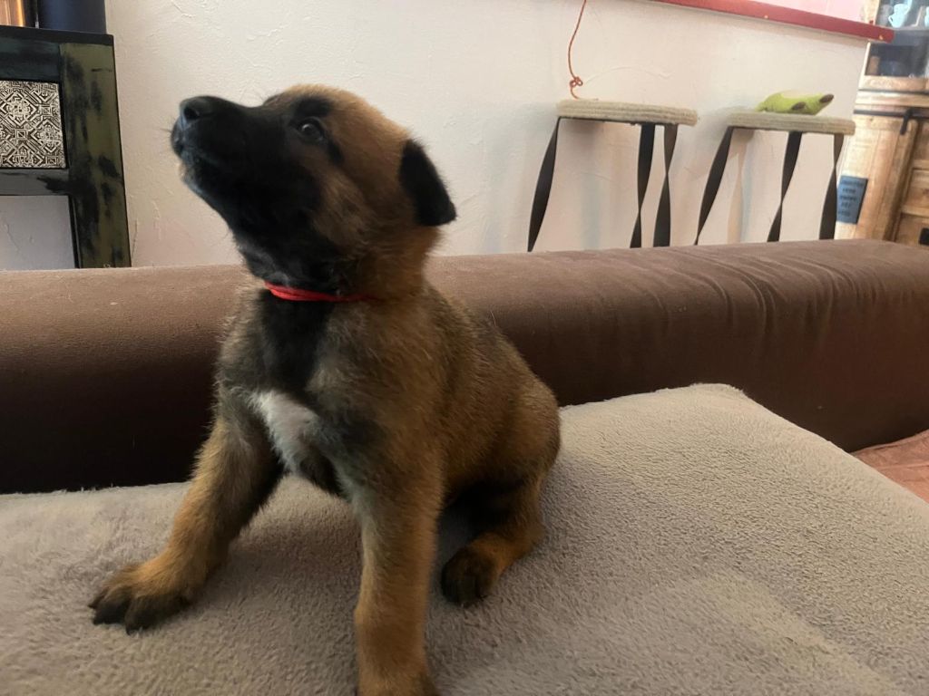 De La Garde Des Albères - Chiots disponibles - Berger Belge