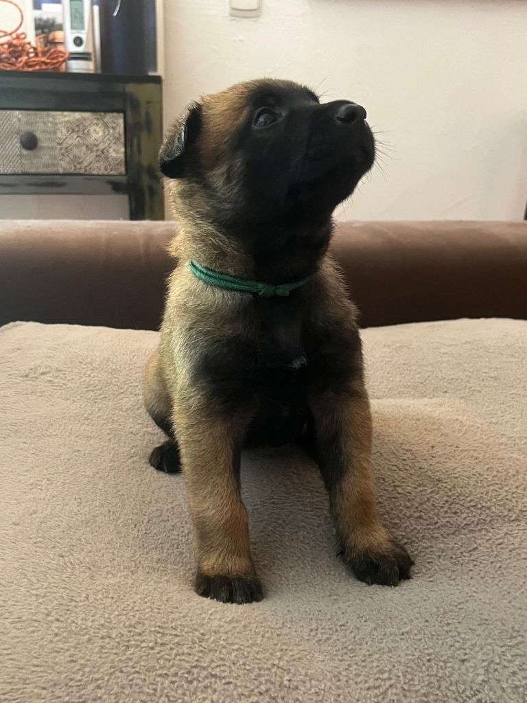 De La Garde Des Albères - Chiots disponibles - Berger Belge
